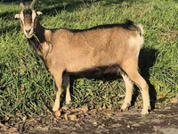 Koza, Alpine goat — fotografija 5