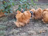 Pekin Bantam — zdjęcie 1