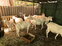 Billy Goat, Saanen goat — photo 1