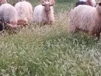 Qoʻchqor, Racka sheep — 3-rasm