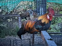 Chickens — fotografija 3