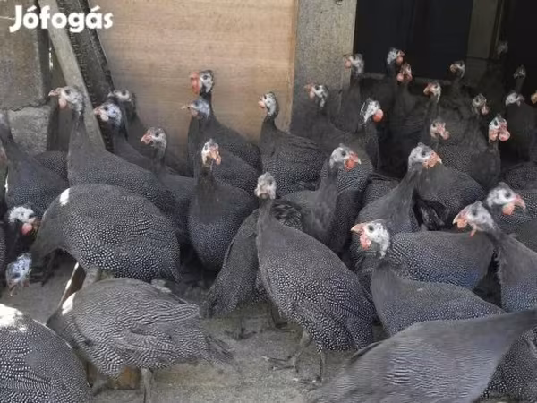Guinea fowl