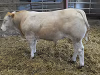 Bik, Blonde d’Aquitane cattle — fotografija 1