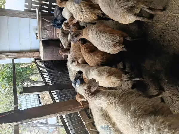 Вівці (партія, стать не вказано), Вівці
