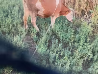 Krava, Simmental cattle — fotografija 1