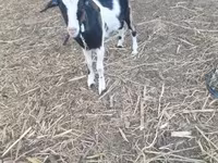 母山羊, Alpine goat — 照片 5