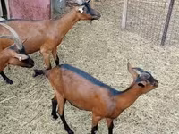 Taka, Alpine goat — 4-rasm