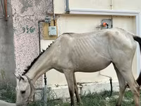 Kobila, Azerbaijan horse — fotografija 2