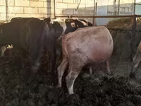 Bik, Simmental cattle — fotografija 5