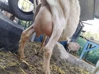 Cabra, Saanen goat — foto 3