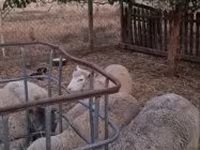 Ram, Cerry Hill sheep — photo 6