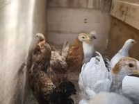 Chickens — zdjęcie 3