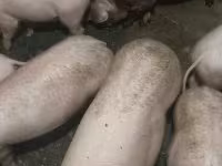 猪（批次，未指定性别）, Pigs — 照片 2