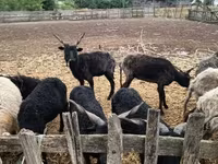 Qoyun, Racka sheep — foto 2