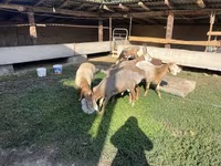 Carneiro, Arashan sheep — foto 3