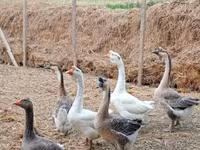 Geese — Foto 4