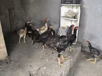 Chickens — foto 3