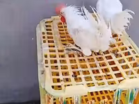 Chickens — fotografija 1