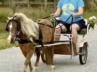 Pastuv, Miniature horse — fotografija 1