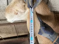Ovan, Afghan Arabi sheep — fotografija 4