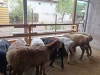 Ovelha, Rhon sheep — foto 3