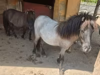雌馬, Shetland Pony — 写真 2
