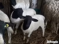 Ovejas (lote, sexo no especificado), Dorper sheep — foto 3