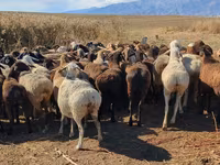 Brebis, Moutons — photo 1
