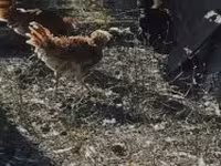 パドヴァーナ — 写真 5