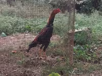 Chickens — الصورة 3