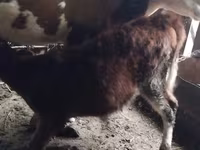 İnək, Simmental cattle — foto 3