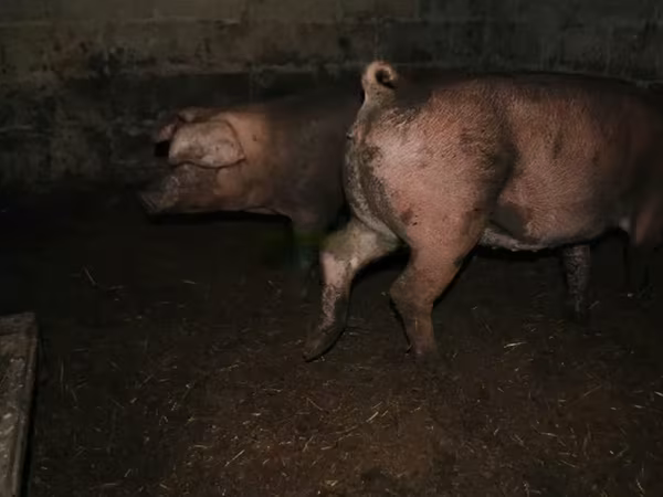 Świnie (partia, płeć nieokreślona), Świnie
