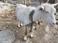Koza, Fergana goat — fotografija 1