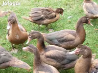 Ducks — foto 2