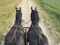 Koń, Friesian — zdjęcie 1