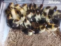 Ducks — photo 1