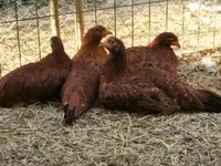 Chickens — zdjęcie 5