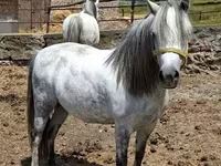Mare, Horses — photo 8