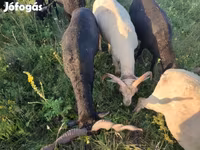Carnero, Racka sheep — foto 3