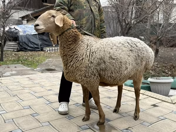 Ovca, Arashan sheep