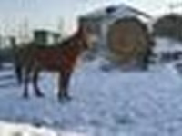 Кобила, Kazakh horse — фото 4
