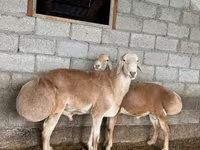 Ovan, Afghan Arabi sheep — fotografija 2