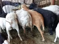 نعجة, الأغنام — الصورة 5