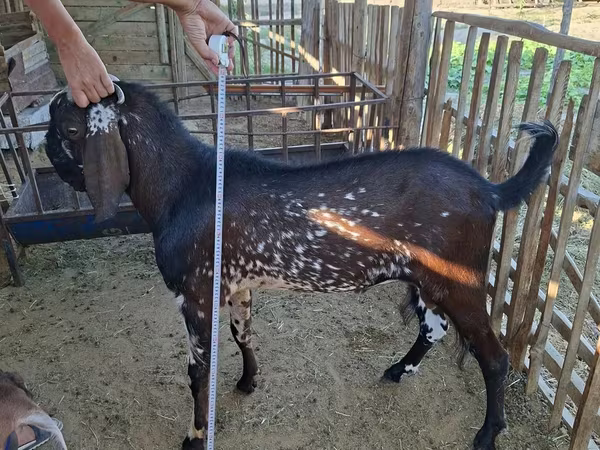 Jarac, Beetal goats