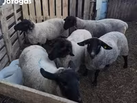نعجة, White Suffolk sheep — الصورة 3