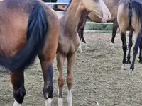 Pastuv, Akhal-Teke — fotografija 4