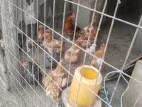 Chickens — foto 2
