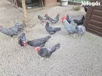 Chickens — fotografija 4