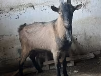 Jarac, Oberhasli goats — fotografija 3
