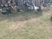 Turkeys — zdjęcie 6